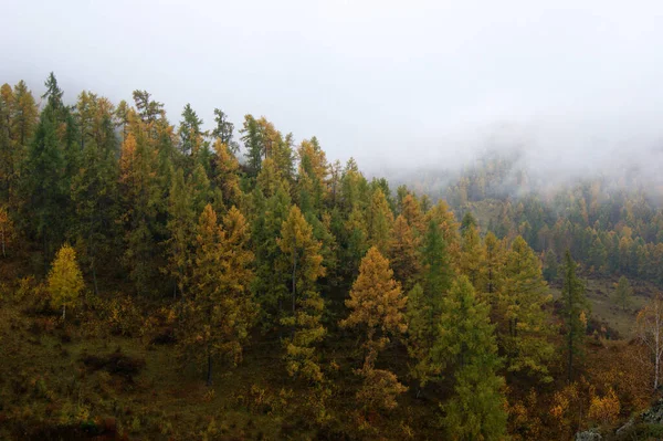 Kleurrijk landschap van de herfst bergen en mist in de ochtend — Stockfoto