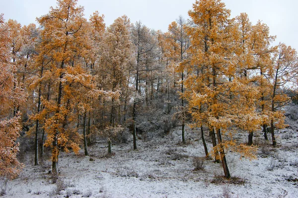 初雪の秋の木 — ストック写真