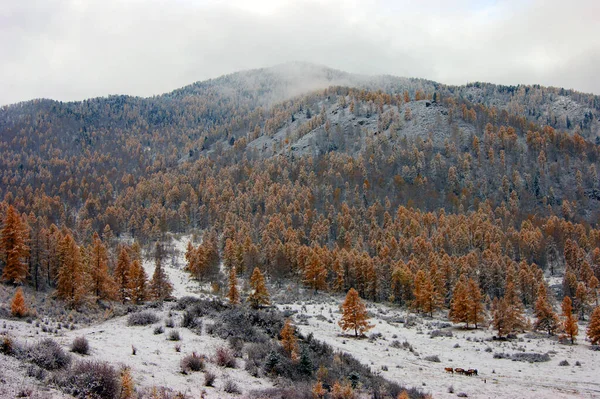Βουνά και ξύλο στο χιόνι στα τέλη του φθινοπώρου — Φωτογραφία Αρχείου