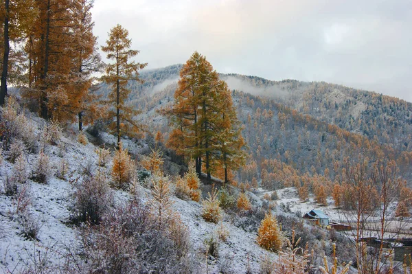Kolorowy krajobraz drewna liściastego i śniegu jesienią — Zdjęcie stockowe
