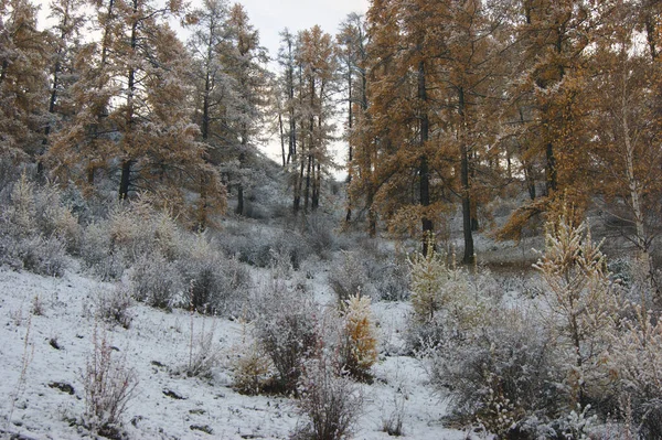 Kleurrijk landschap lommerrijk hout en sneeuw in de herfst — Stockfoto