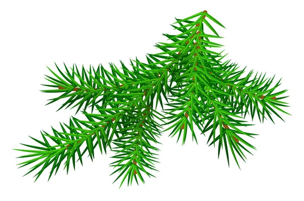 Zelená Větev Borovice Izolované Bílém Vektorové Ilustrace Kreslené — Stockový vektor