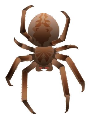 Beyaz izole kahverengi korkunç büyük tüylü örümcek. Vektör çizim