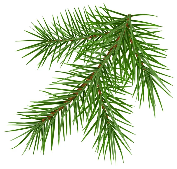 Green Fluffy Spruce Branch Accessory Symbol Christmas Isolated White Vector — Stock Vector