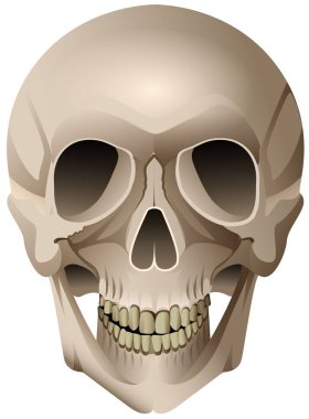 İnsan kafatası anatomik vektör izole üzerinde beyaz çizim