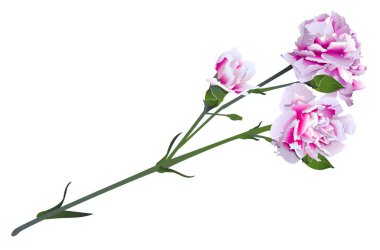 Beyaz pembe karanfil çiçek yeşil sapı buket. Beyaz vektör illüstrasyon izole