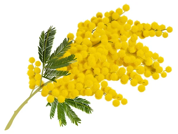 Amarelo flor ramo mimosa. Acácia símbolo de amor na Itália —  Vetores de Stock