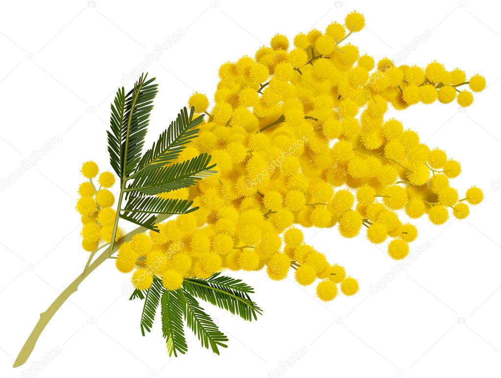 Yellow mimosa branch flower. Acacia symbol of love in Italy