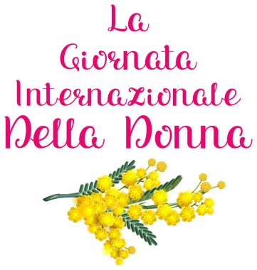 La Giornata Internazionale della donna Italia tatil sarı akasya Mimoza. İtalyan kadın gün Metin Çeviri. Beyaz vektör çizim tebrik kartı üzerinde izole