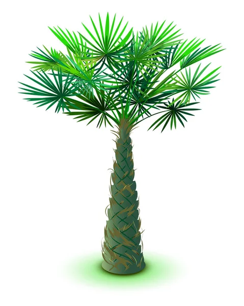 Large date palm tree isolated on white background — Stock Vector