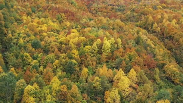 Fliegen Über Den Herbstwald Luftaufnahme Schöne Herbst Hintergrund — Stockvideo