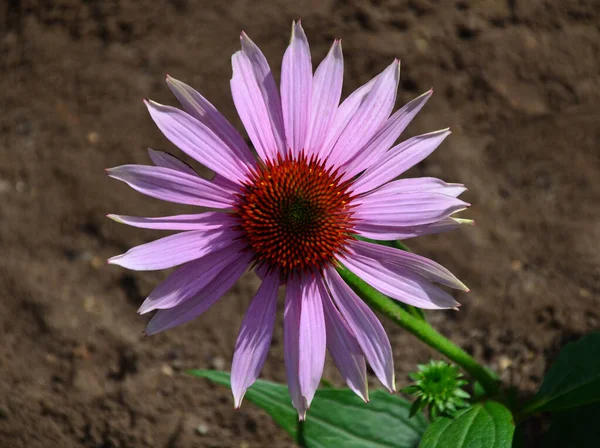 Pink Flower Garden — Stock Photo, Image