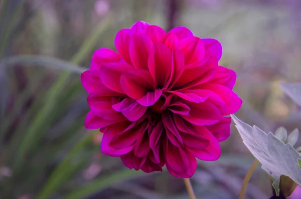 Rózsaszín Virág Kertben Homályos Háttér — Stock Fotó