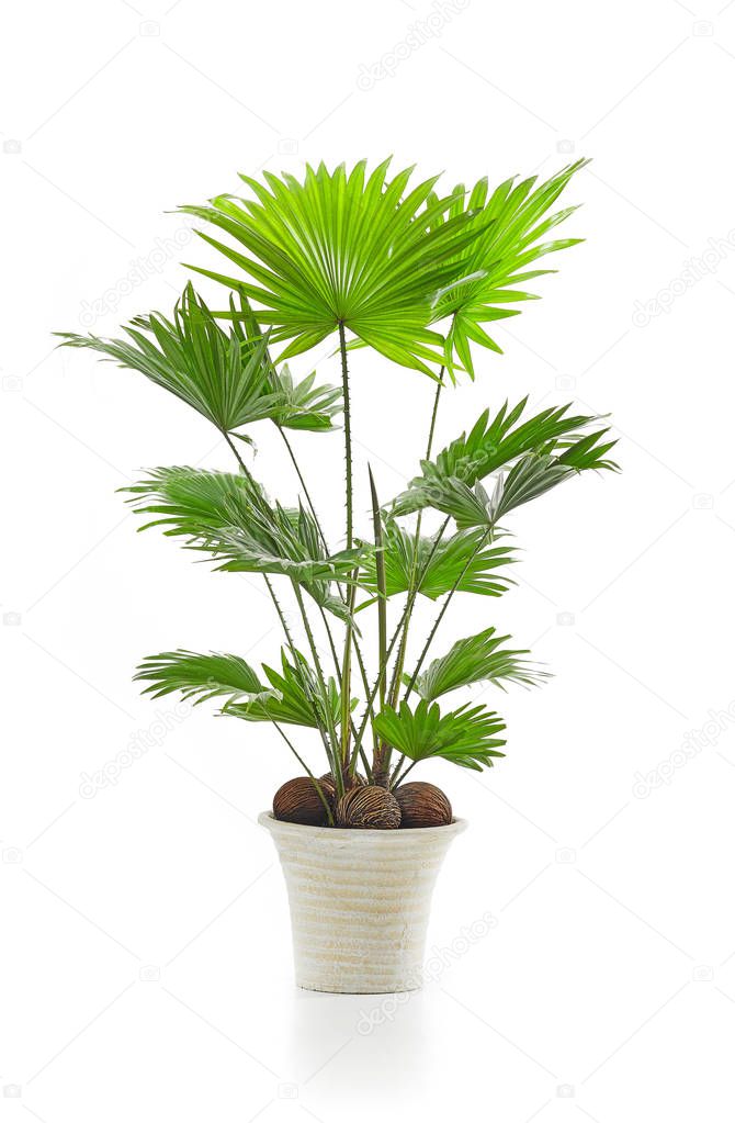 Livistona palm tree isolated on white background