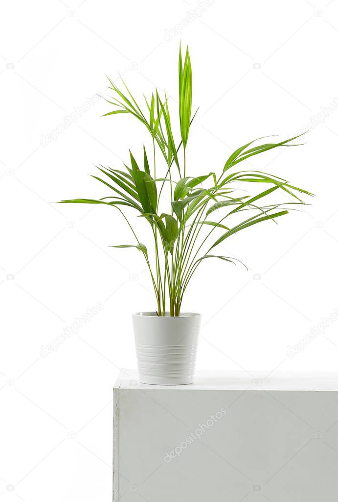 Areca palm in white flowerpot on white background