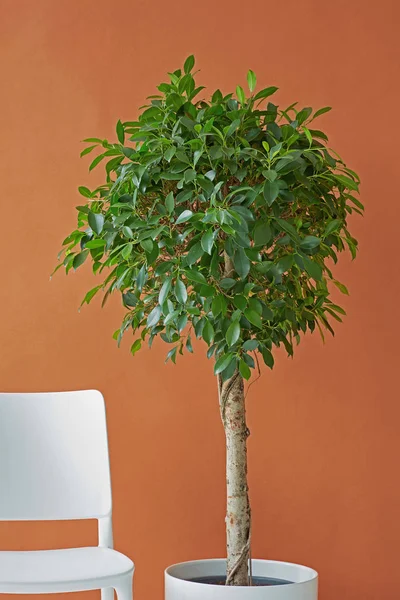 Ficus Drzewa Białe Krzesło Tle Brązowego Papieru — Zdjęcie stockowe