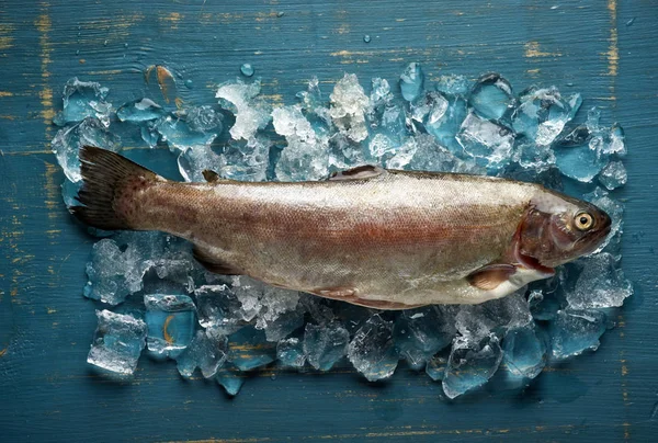 신선한 생선 — 스톡 사진