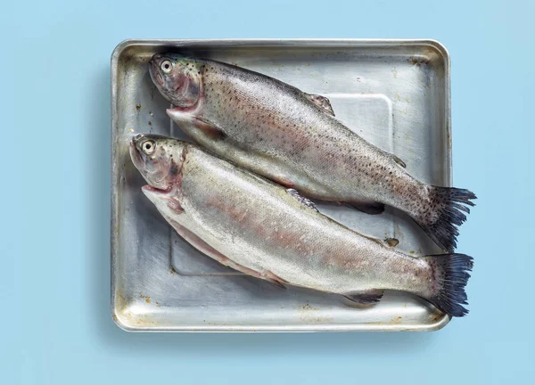 두 마리의 생선 송어 물고기 — 스톡 사진