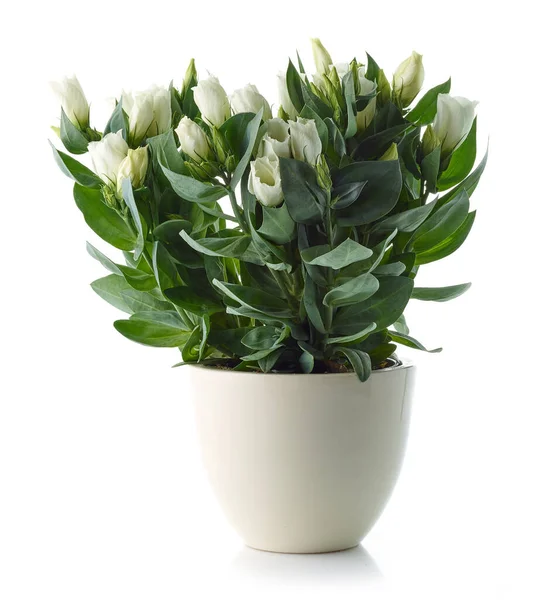 Kwitnący Eustoma Roślin Białym Doniczce Izolowane Białym Tle — Zdjęcie stockowe