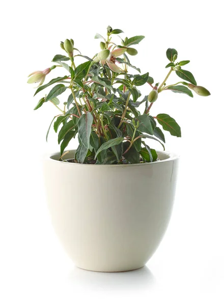 白い背景に隔離された白い花器の中のクソ植物 — ストック写真