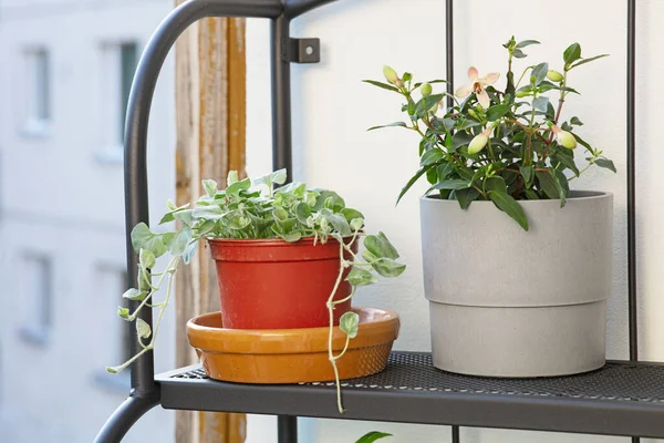 Vari Vasi Fiori Sul Balcone — Foto Stock