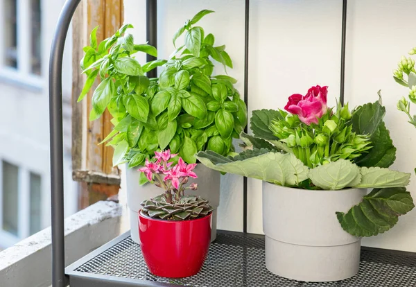 Various Flower Pots Balcony — Stock Photo, Image