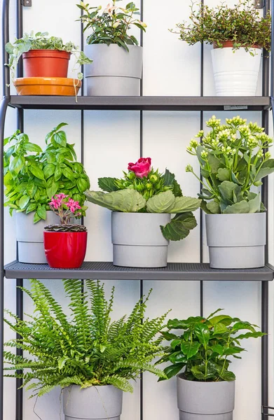 Various Flower Pots Balcony — Stock Photo, Image