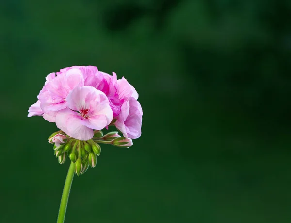 Kvetoucí Růžové Pelargonium Květiny Tmavozeleném Pozadí — Stock fotografie
