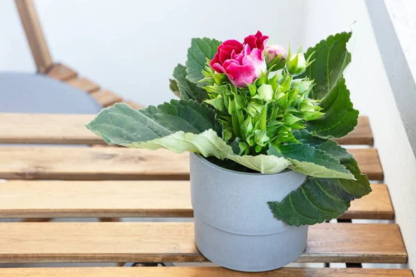 バルコニーの一つの花器 — ストック写真