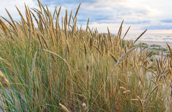 Bent Baltic Sea Dunes Evening Sun — Stock Photo, Image