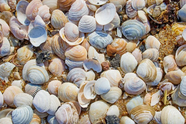 Muscheln Strand Sand Blick Von Oben — Stockfoto