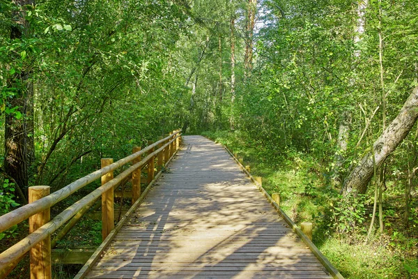 Sentier Nature Bois Travers Forêt — Photo