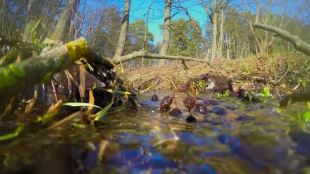 Arroyo Primavera Sobre Agua — Vídeos de Stock