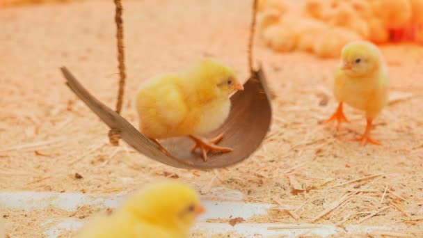 Маленькі Пташенята Грають Розслабляються Майданчику — стокове відео