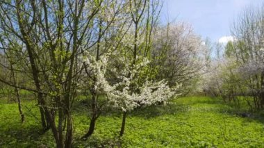 Bahçedeki ağaçlar kiraz çiçek