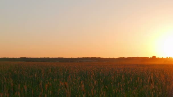 Pôr Sol Sobre Campo Pan — Vídeo de Stock