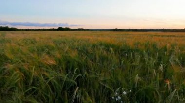 Çavdar alan ve gün batımı