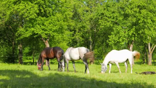 Une famille de chevaux paissent dans le verger de pommiers 