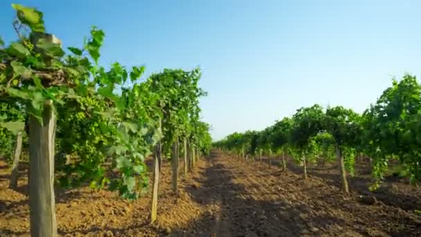 Viñedo Lapso Tiempo Con Grúa — Vídeo de stock