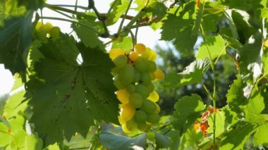 Rüzgarda sallanan Olgun üzüm