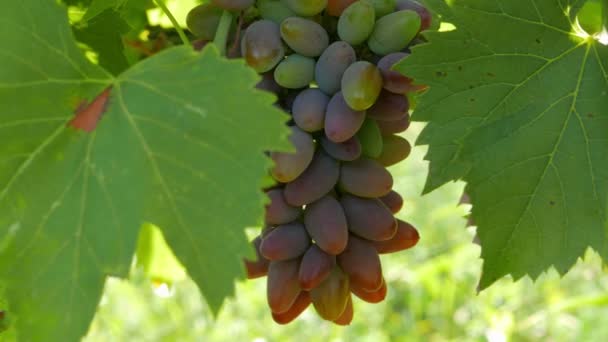 Uvas Maduras Balançando Vento — Vídeo de Stock