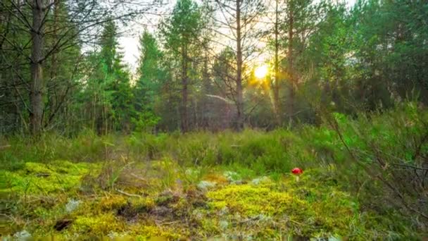 Sinek Agaric Vinç Ile Hızlandırılmış Sihirli Sonbahar Ormanı — Stok video