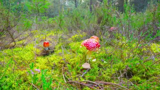 Red Fly Agaric Floresta Outono Time Lapse Com Dolly — Vídeo de Stock