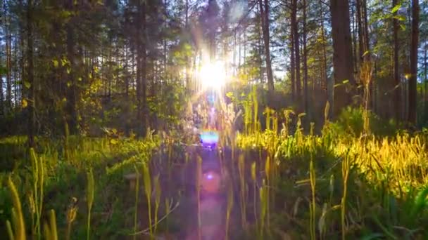 Sonnenuntergang Herbstlichen Zauberwald Zeitraffer Vom Kran Gefilmt — Stockvideo