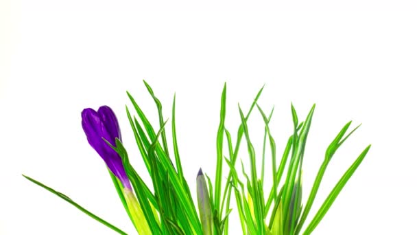 Crocus flowers bloom, time-lapse — Stock Footage Crocus Flowers Bloom Time Lapse Royalty Free Stock Footage
