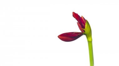 Amaryllis çiçekler açar, hızlandırılmış