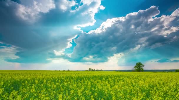 Raps Fält Och Dramatisk Himmel Time Lapse — Stockvideo