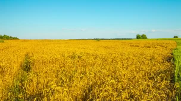 Пшеничне Поле Панорамний Часовий Проміжок — стокове відео