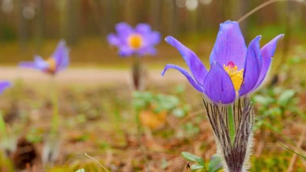 Frühlingsblumen Kammer Nahaufnahme — Stockvideo