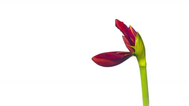 Amaryllis Fleurs Fleurissent Time Lapse — Video